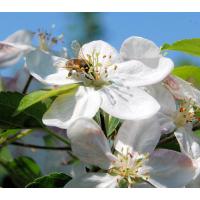 3030_05 Biene in geöffneter Kirschblüte - Kirschbäume im Alten Land. | Fruehlingsfotos aus der Hansestadt Hamburg; Vol. 2